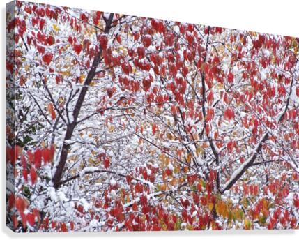 winters touch Canvas Print