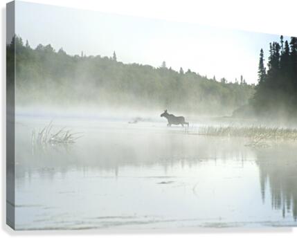 moose crossing Canvas Print