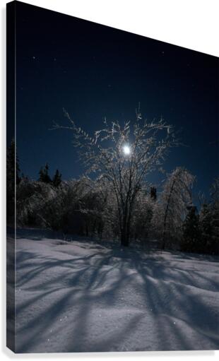 cold moon Canvas Print