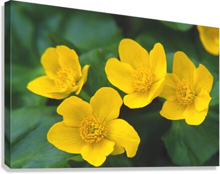 marsh marigold Canvas Print