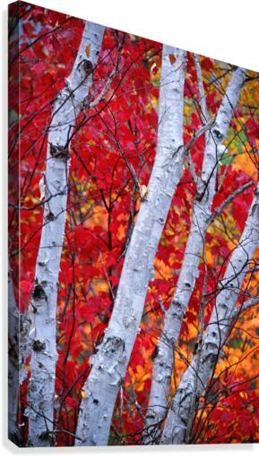 white birches Canvas Print