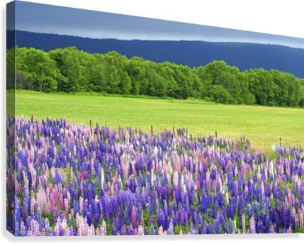 lupines Canvas Print