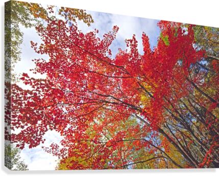 red maple Canvas Print