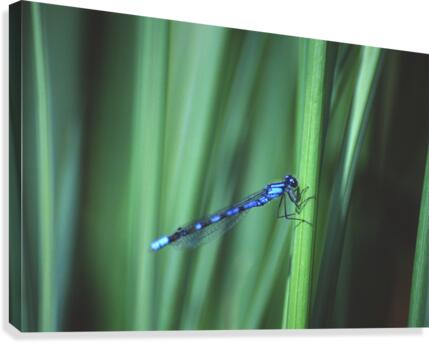 bluet Canvas Print