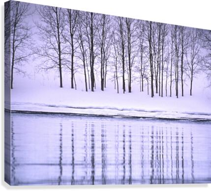 winter aspen Canvas Print