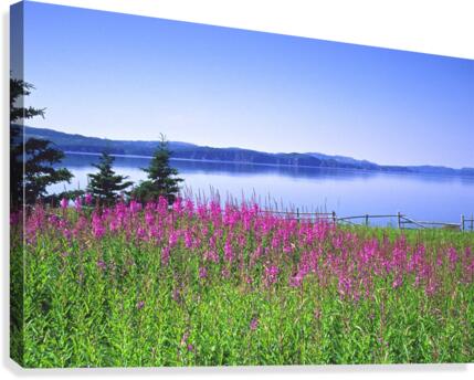 fireweed Canvas Print