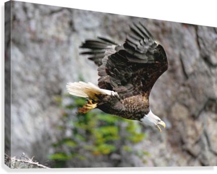 in flight Canvas Print
