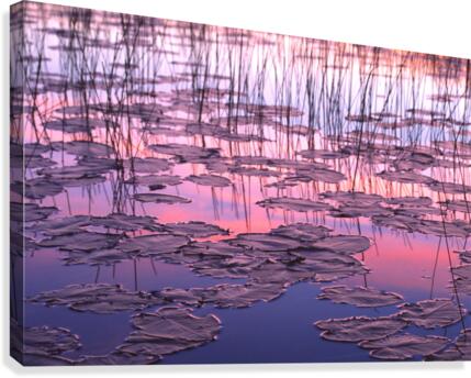 lilypads Canvas Print