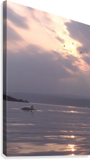 minke Canvas Print