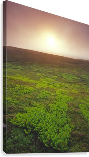 ferns Canvas Print