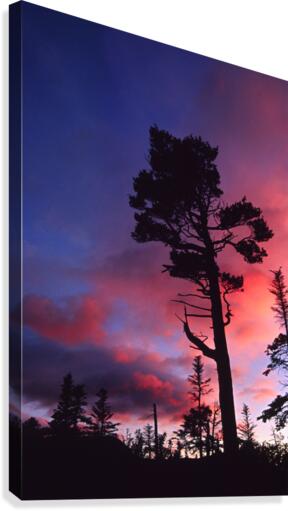white pine Canvas Print