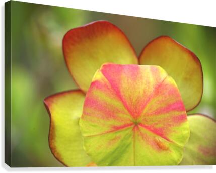 pitcher plant Canvas Print