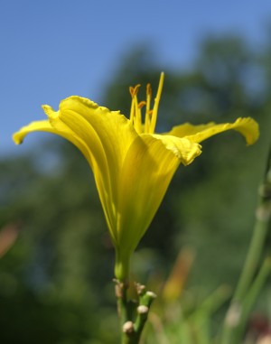 Daylily at Noon