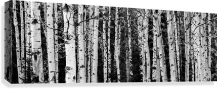 Birch Tree Forest Canvas Print