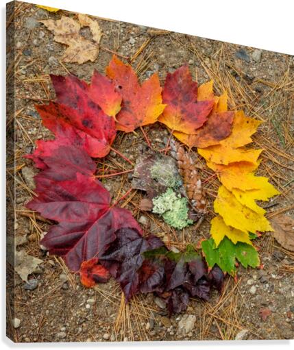 Fall Spectrum Canvas Print