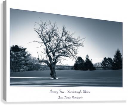 Seavey Tree Canvas Print
