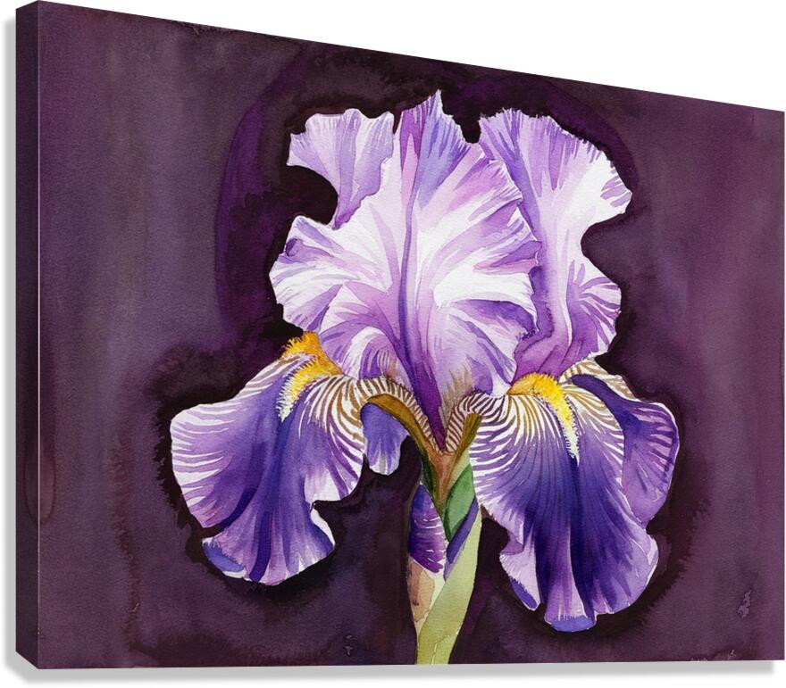 A purple iris  Canvas Print