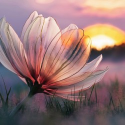 translucent flower with delicate petals2
