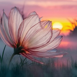 translucent flower with delicate petals3