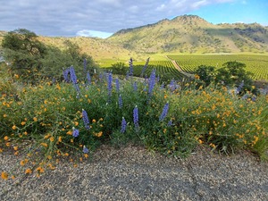 Foothill Spring