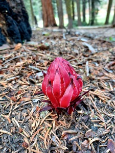 Sequoia Fungi 
