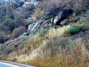Deer 3