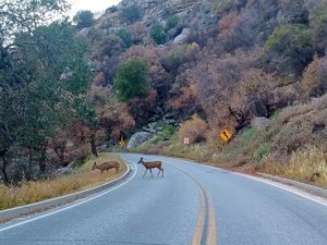 Deer 2