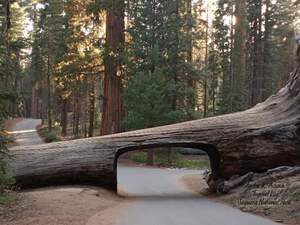 Tunnel Log Sequoia National Park