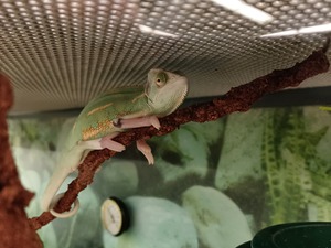 Chameleon