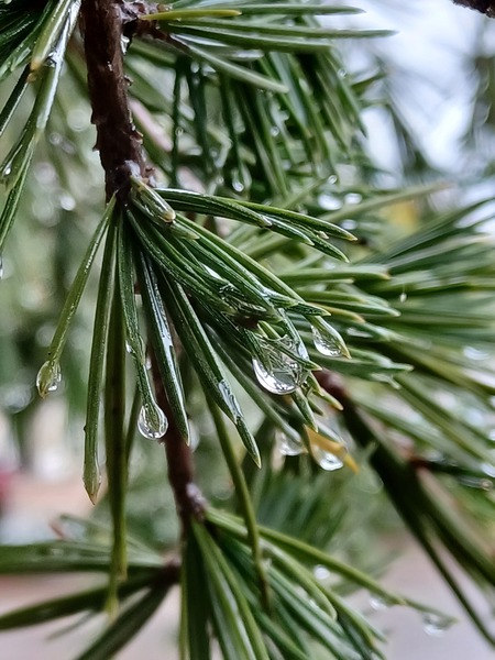 Pines by Anitra K Acuna