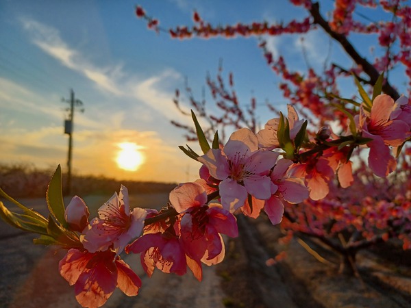 Bloom by Anitra K Acuna