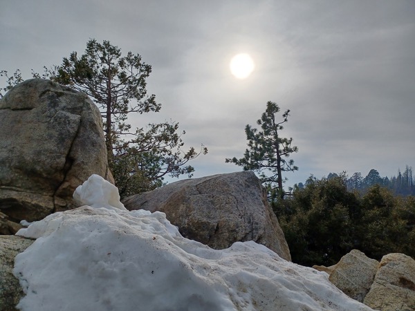 Sequoia Snow by Anitra K Acuna