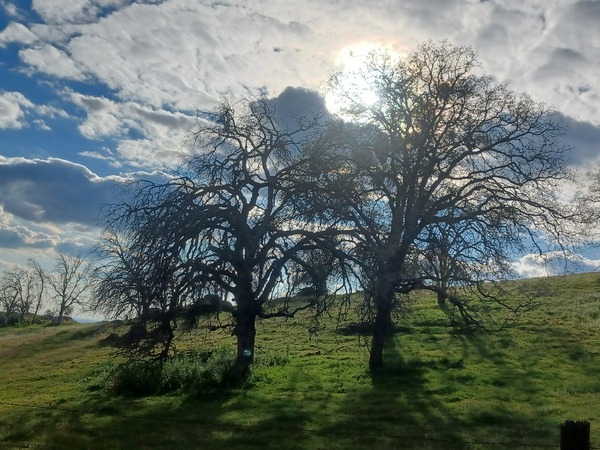 Foothills and Trees by Anitra K Acuna
