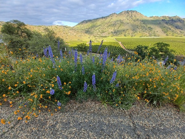 Foothill Spring by Anitra K Acuna