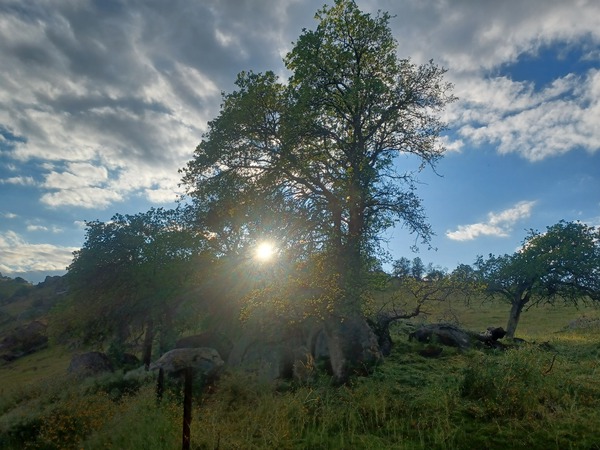 Foothills and Trees by Anitra K Acuna