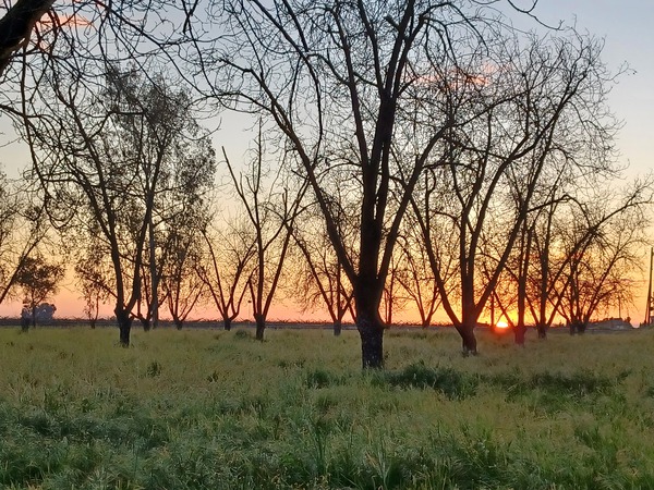 Sunset with Trees by Anitra K Acuna
