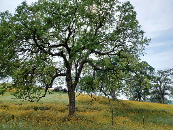 Foothill Spring by Anitra K Acuna