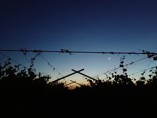 Sunset in the Grape Vines by Anitra K Acuna