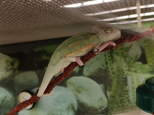 Chameleon by Anitra K Acuna