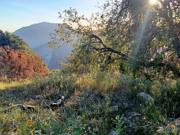 Hwy 198 Sequoia and Kings Canyon National Park  by Anitra K Acuna