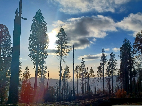 Sequoia and Kings Canyon National Park  by Anitra K Acuna