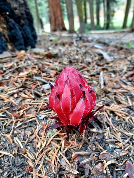 Sequoia Fungi  by Anitra K Acuna