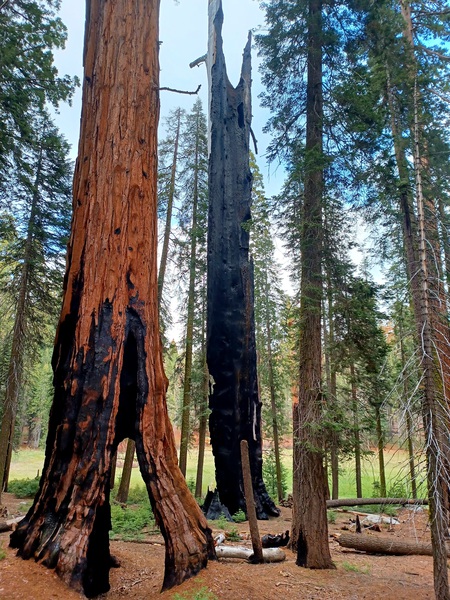 Burnt by Lightning  by Anitra K Acuna