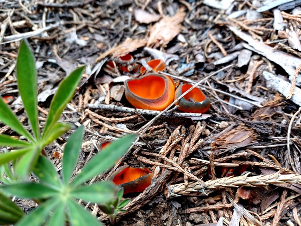Sequoia Fungi  by Anitra K Acuna
