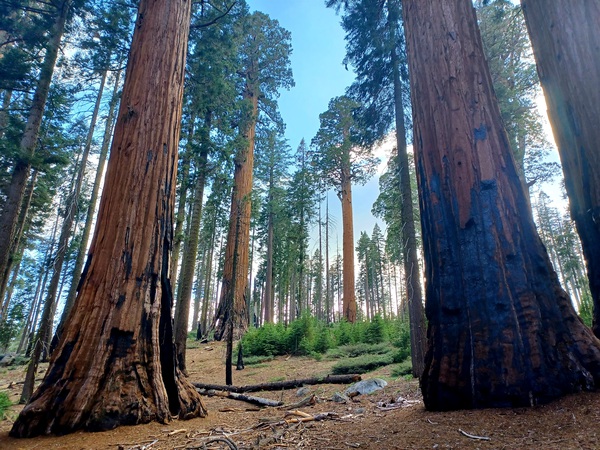 Sequoia and Kings Canyon National Park  by Anitra K Acuna
