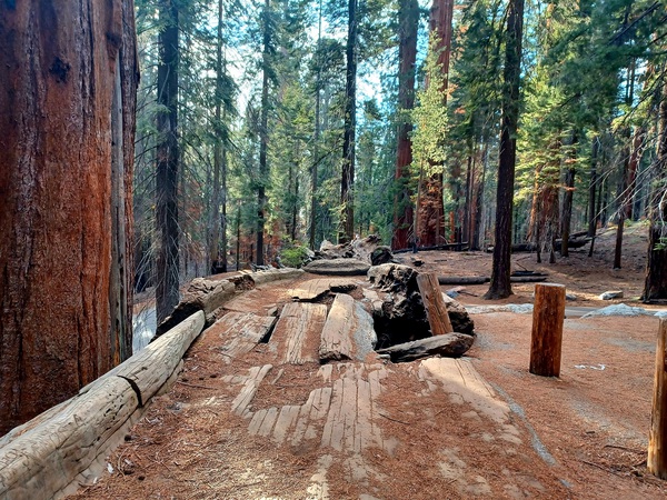 Auto Log- Sequoia National Park  by Anitra K Acuna