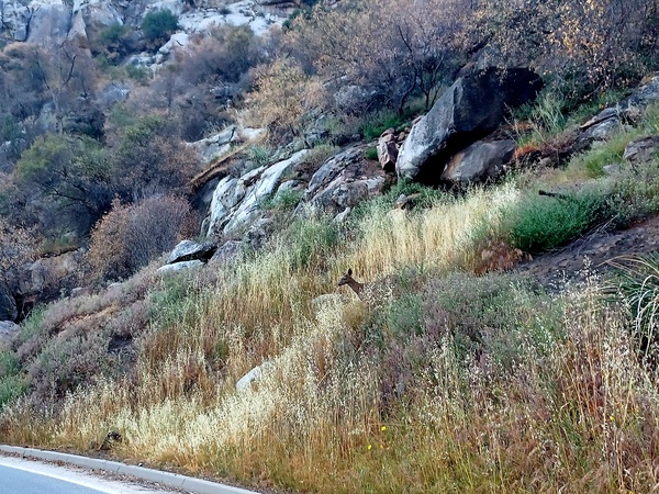 Deer 3 by Anitra K Acuna