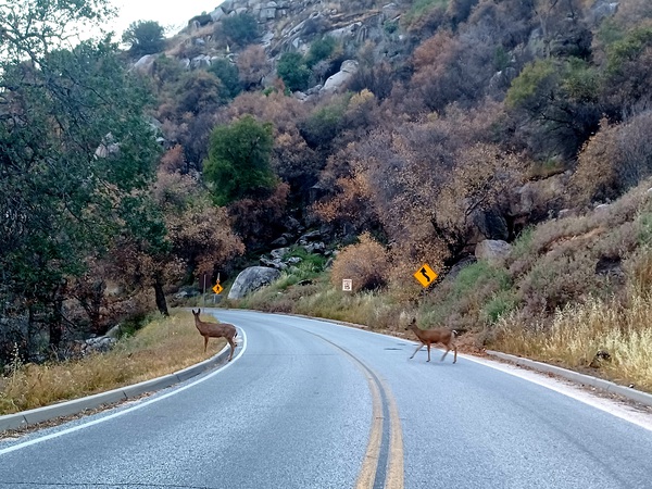 Deer 1 by Anitra K Acuna