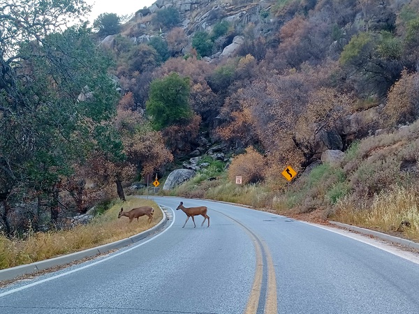 Deer 2 by Anitra K Acuna