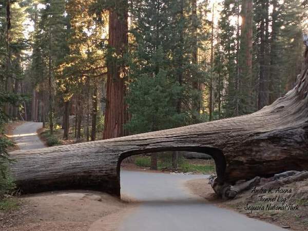 Tunnel Log Sequoia National Park by Anitra K Acuna